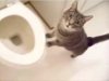 cat toliet.jpg