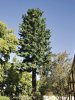 pine.jpg