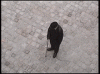 old man.gif