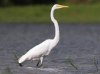 egret.jpg