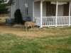 Bambi Guard Deer.JPG Bambi Guard Deer.JPG