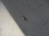 My New Pet.JPG