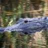 Gator Rob