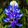 Bluebonnet18
