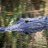 Gator Rob