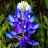 Bluebonnet18